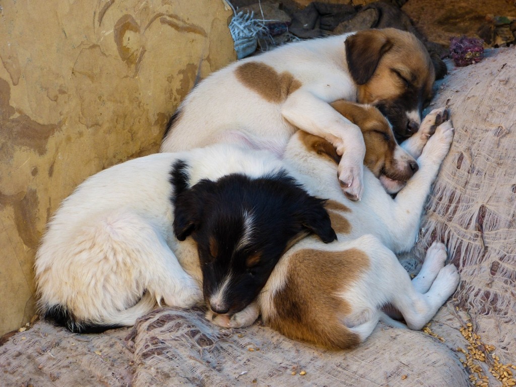 Three pups sleeping huddled together