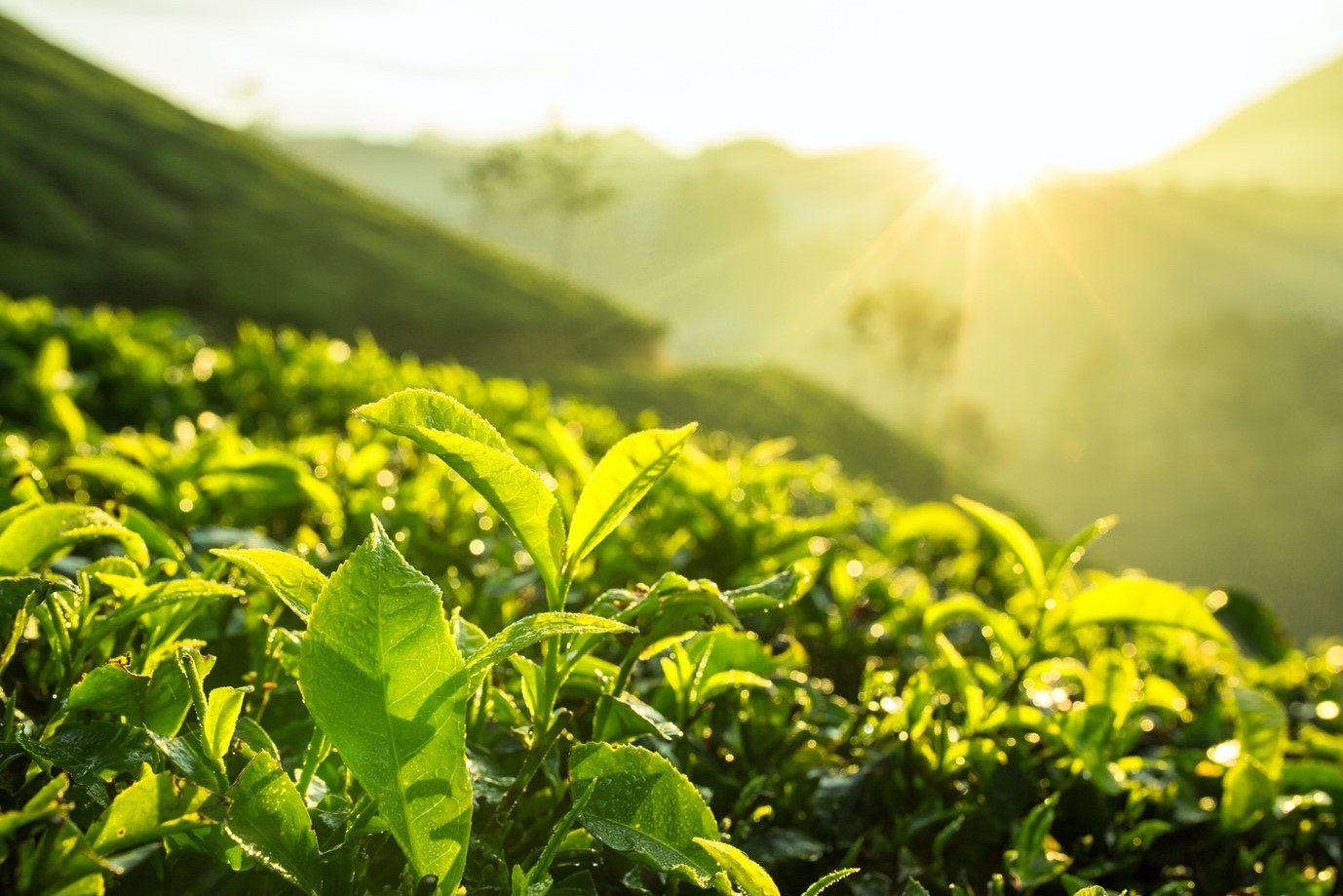 Munnar tea plantation